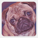 Recherche de chiot carlin autocollants Carlins