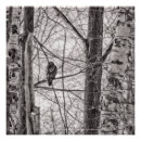 Recherche de arbres rouges posters Noir et blanc