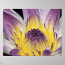 Recherche de fiji posters Fleur