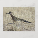 Recherche de roadrunners cartes postales Nature