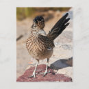 Recherche de roadrunners cartes postales Désert