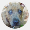 Recherche de pit autocollants Apbt