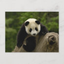 Recherche de pandas géants cartes postales Animal