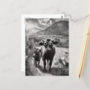 Recherche de vache noire et blanche cartes postales Bétail