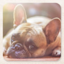 Recherche de animaux familiers bar Bouledogue