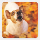 Recherche de jack russell terrier autocollants Animaux domestiques