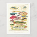 Recherche de poissons colorés cartes postales Océan