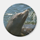 Recherche de otarie magnets Mer