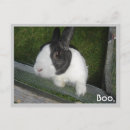 Recherche de lapin nain cartes postales Noir