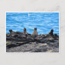 Recherche de iguane cartes postales Lézard