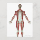 Recherche de muscle humain cartes postales Illustration