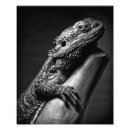 Recherche de dragons photographie Barbu