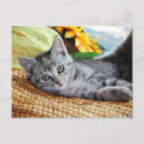 Recherche de cuttest cartes postales Chat