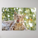 Recherche de de lynx posters Nature