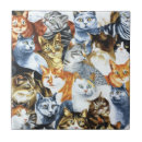 Recherche de cats carreaux Amoureux des chats