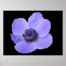 Recherche de anémone posters Fleur