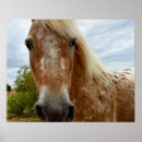Recherche de appaloosa posters Cheval