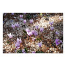 Recherche de cyclamen art Fleur