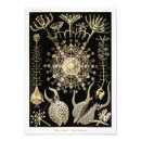Recherche de biologie marine posters Ernst haeckel