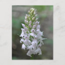 Recherche de orchidée rose cartes postales Botanique