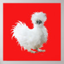 Recherche de poule rouge posters Poules
