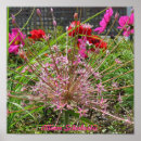 Recherche de allium posters Jardin