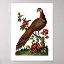Recherche de de faisan art Paon