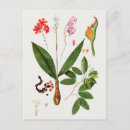 Recherche de belle nature cartes postales Vintage
