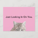 Recherche de chats roses cartes postales Pour tous