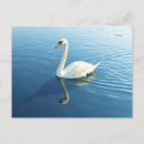 Recherche de lac cygne cartes postales Élégant