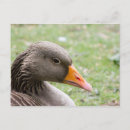 Recherche de oies sauvages cartes postales Animal