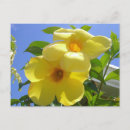 Recherche de papillon tropical cartes postales Fleur
