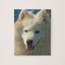 Recherche de samoyed puzzles Blanc