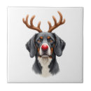 Recherche de danois carreaux Loup