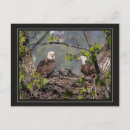 Recherche de portrait de famille cartes postales Faune