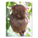 Recherche de tarsier posters Bohol