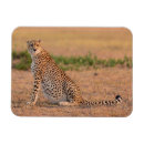 Recherche de animaux sauvages magnets Photos d'animaux