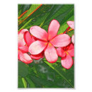 Recherche de fleurs tropicales roses posters Vert