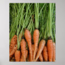 Recherche de de carottes posters Légume