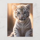 Recherche de bébé tigre cartes postales Faune