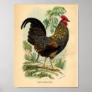 Recherche de vintage rooster posters Poulet