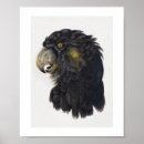 Recherche de cacatoes posters Animal