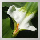 Recherche de calla lilly art Fleur