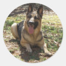 Recherche de de berger allemand autocollants Pour chien