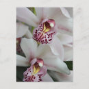Recherche de cymbidium cartes postales Fleur