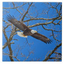 Recherche de aigle carreaux Ailes