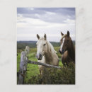 Recherche de focale cartes postales Plante