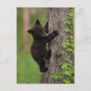 Recherche de fumée noire cartes postales Ursus americanus