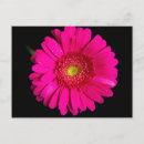 Recherche de gerber cartes postales Rose