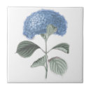 Recherche de hortensias bleus carreaux Botanique